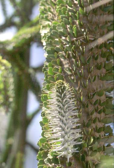 آلودیا آسندنس